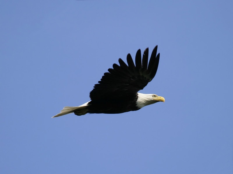 eagle1