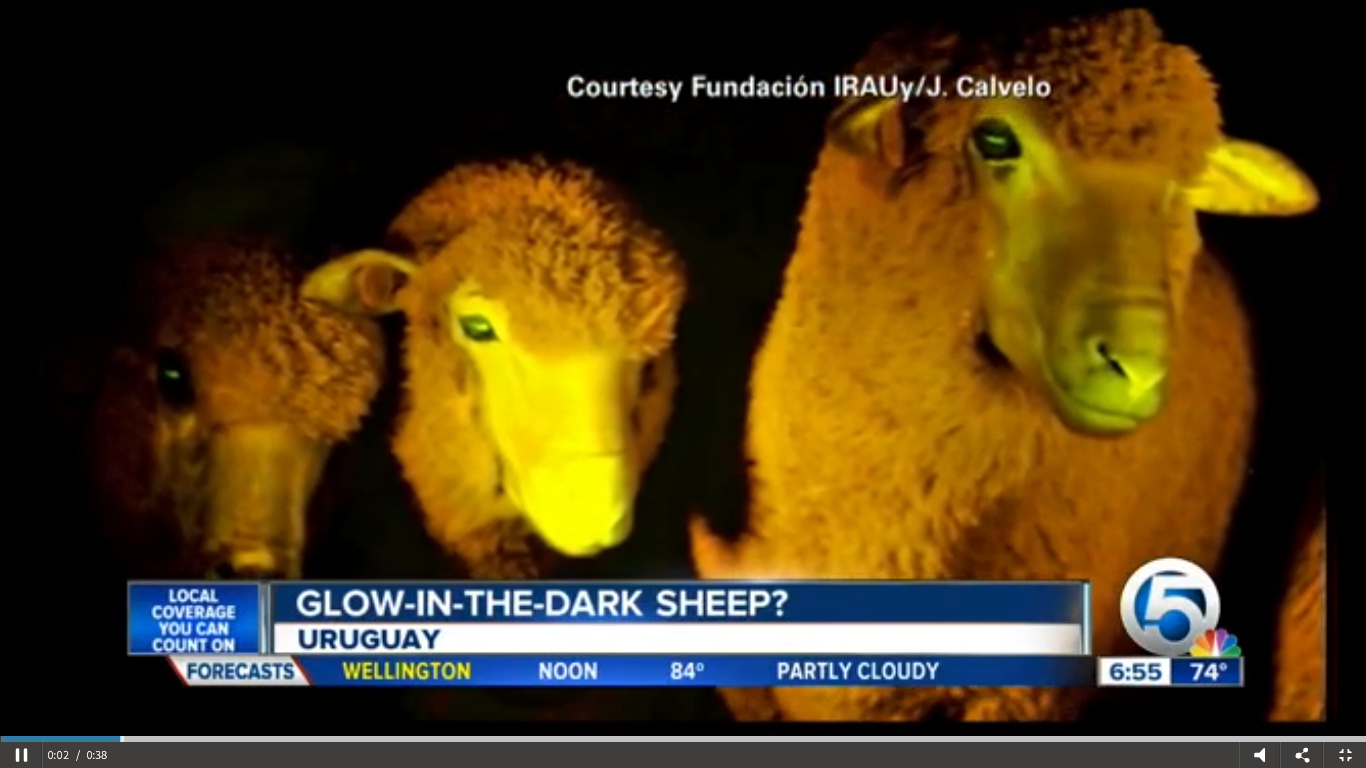 Glow in the dark sheep