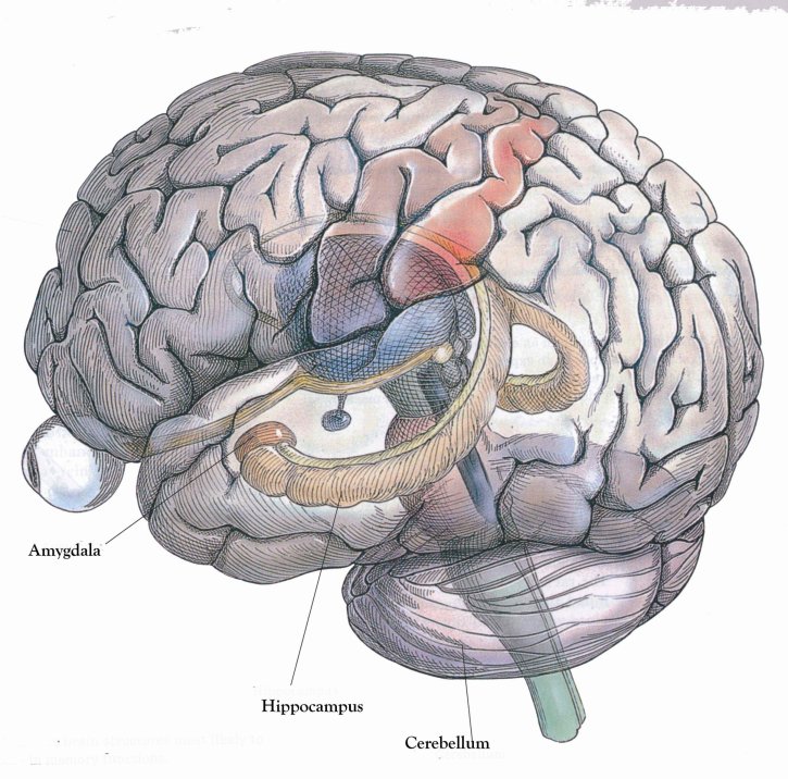 Secrets of the Pyramid Hippocampus Drawing www.macalester.edu