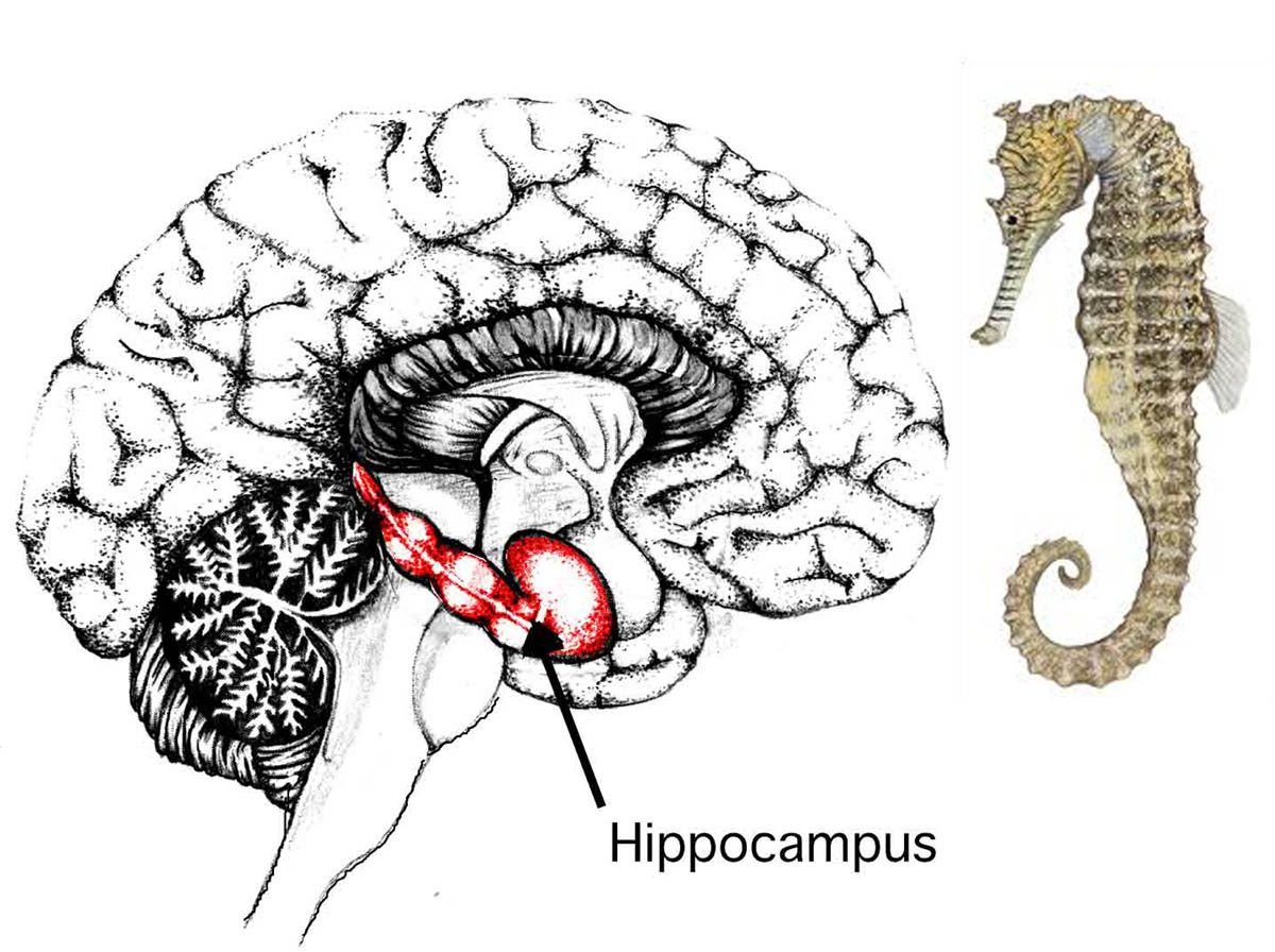 Secrets of the Pyramid Hippocampus_and_seahorse 2