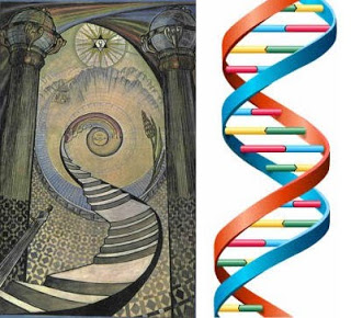 The Hierarchical Structure of DNA Ordering Humanity