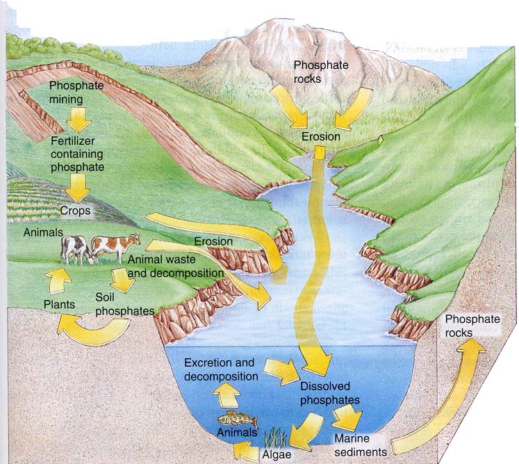 Phosphorus Cycle 2