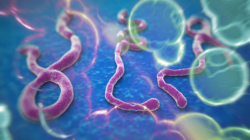 Worms ebola