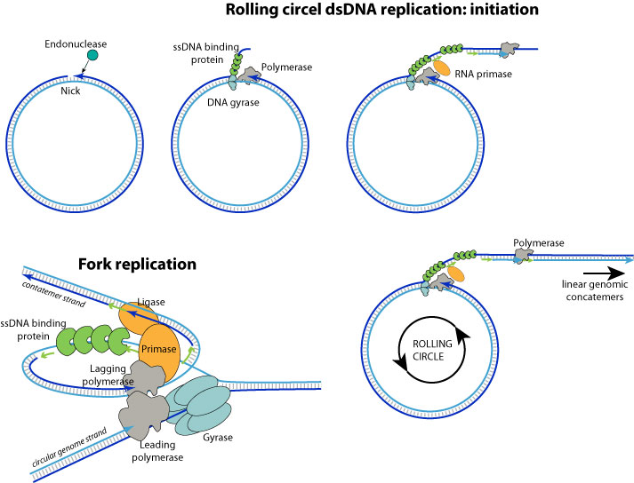 DNA_circle