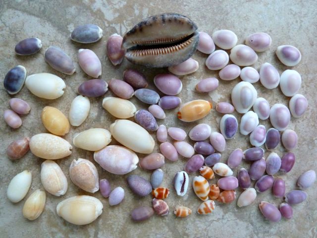 Cowry shells