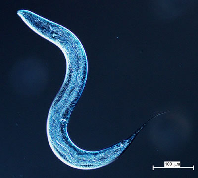 Worms – Caenorhabditis elegans