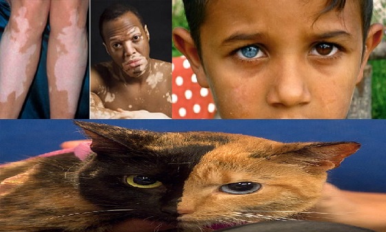 genetic chimera genetic chimera