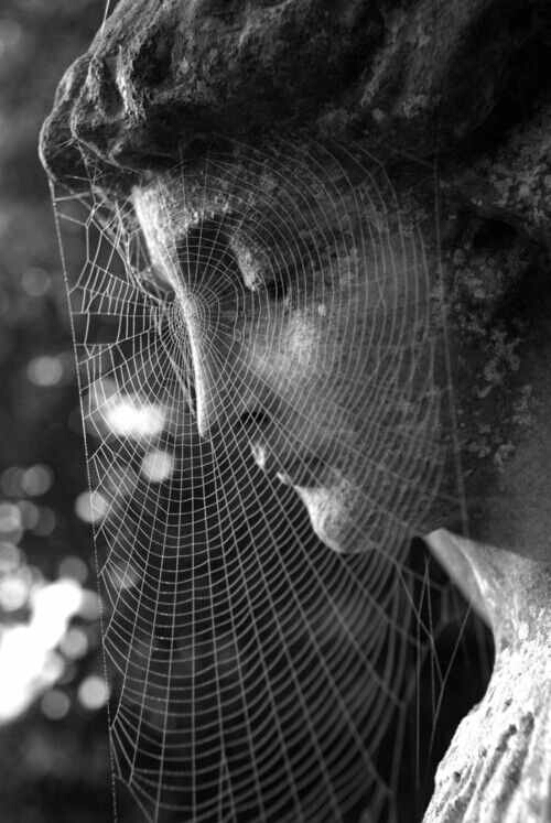 caught in a web