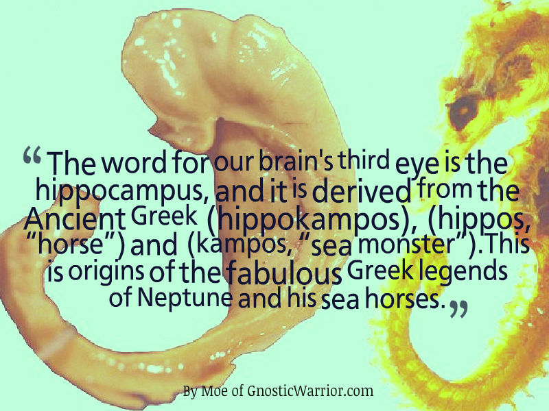 Hippocampus thrid eye