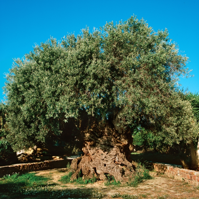 olive tree of Abraham 2