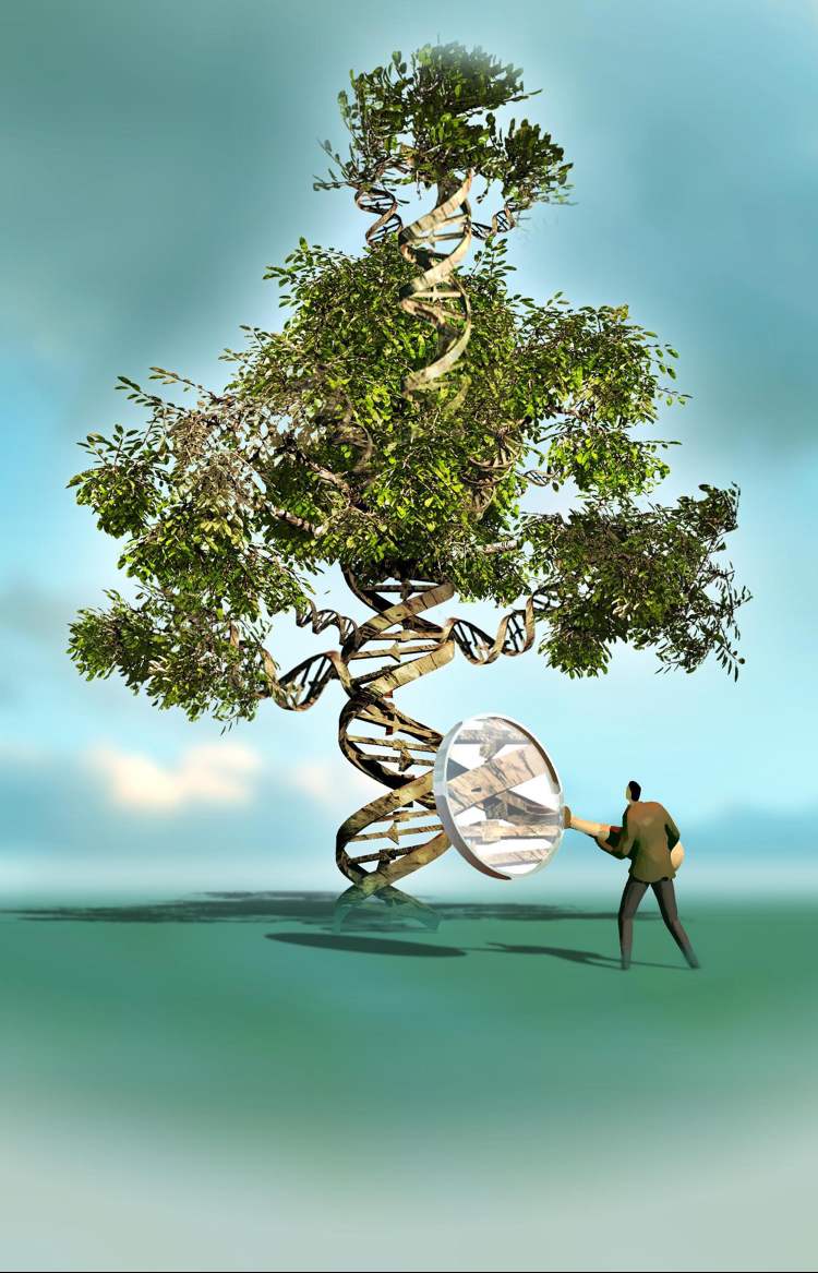 300 dpi Rick Nease color illustration of tree whose trunk looks like a DNA strand; can be used with stories about DNA. The Detroit Free Press 2009 07000000; HTH; krthealth health; krtnational national; krtworld world; MED; krt; mctillustration; 07014004; genetics gene; HEA; medical specialization specialty; de contributed; dna; family tree; nease; 2009; krt2009