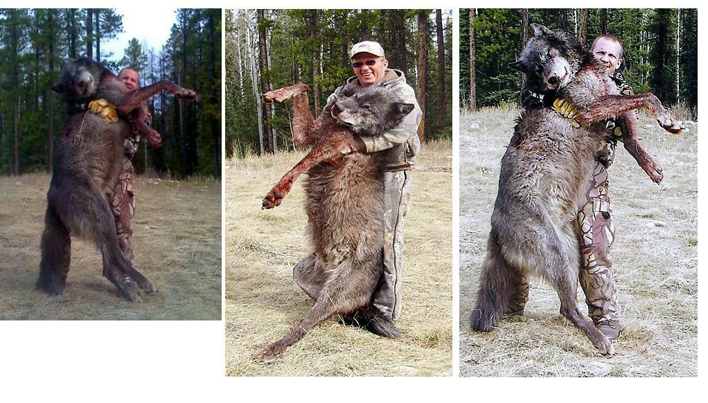 men kill wolves