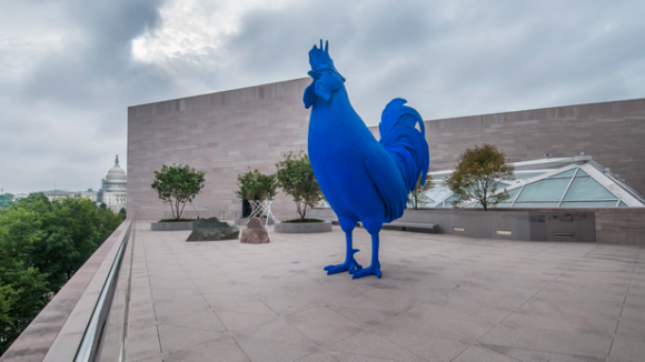 The Giant Royal Blue Cock(erel) of America