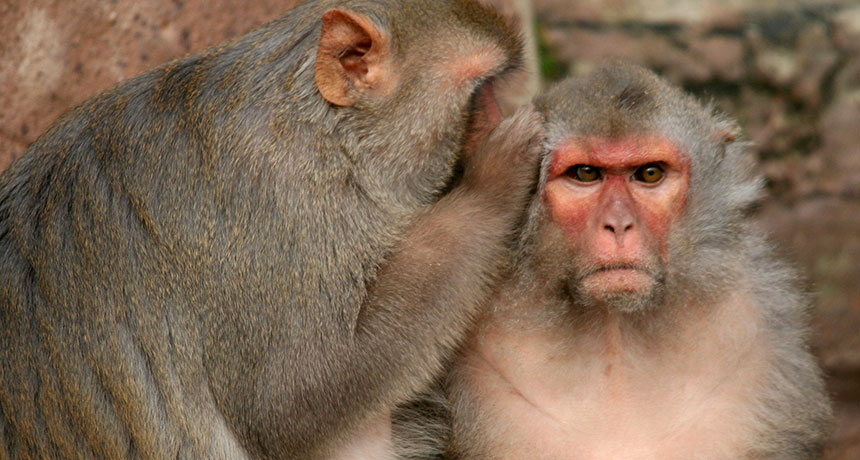 Scientists Create Super Intelligent Monkeys With Human DNA