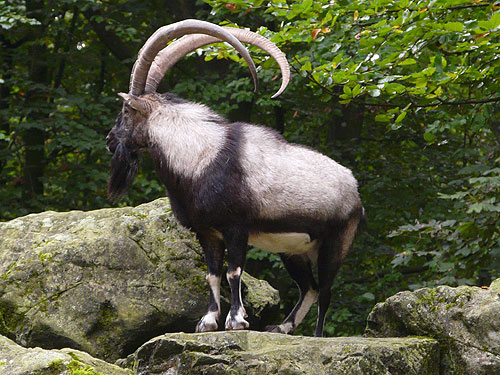 Cretan goat