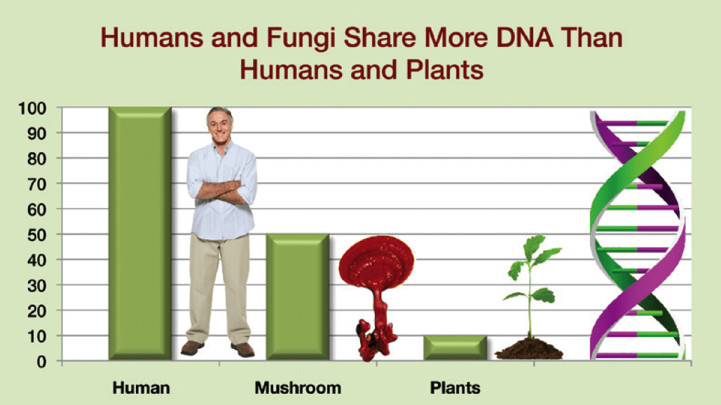 Fungi and human dna Gnostic Warrior By Moe Bedard
