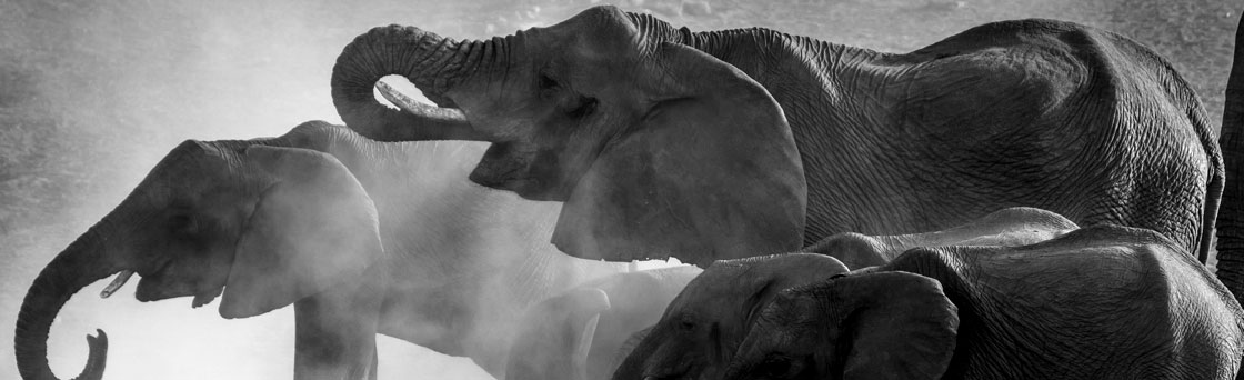 elephants