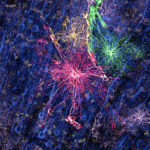 astrocytes2