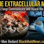 extracelluelar matrix